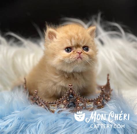 Firecracker Red Tabby Bicolor Exotic Longhair Kitten For Sale Persian