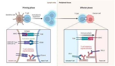 Immune Checkpoint Inhibitors Endocrine Effects My Endo Consult