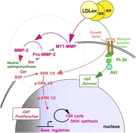 Role For Matrix Metalloproteinase 2 In Oxidized Low Density Lipoprotein