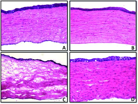 Representative Hande Stained Corneal Tissue Sections Showing Toxicity And