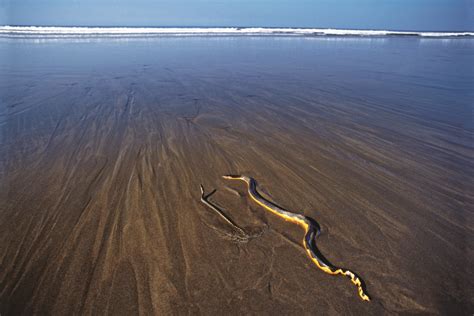 The weird world of Australian sea snakes - Australian Geographic