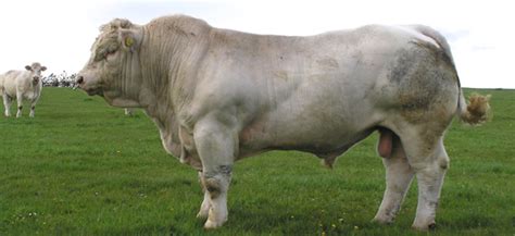 Breed Description The British Charolais Cattle Society