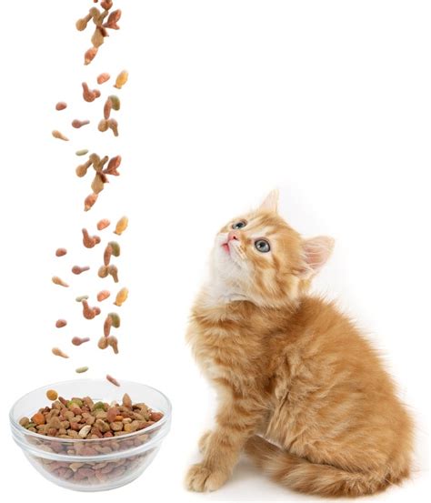 Feeding Your Cat Know The Basics Of Feline Nutrition Magic Cat Kittyware