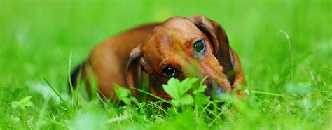 The Best Dog Food For Dachshunds In 2022 My Pet Needs That