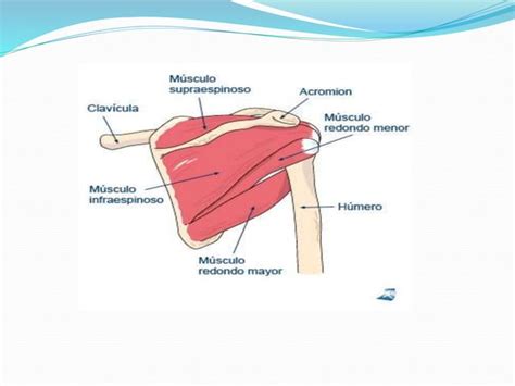 Anatomia Del Hombro Ppt Descarga Gratuita