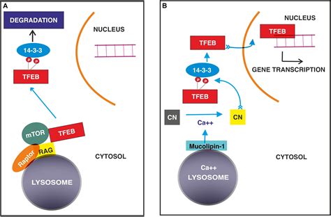 Frontiers The Oncogene Transcription Factor EB Regulates Vascular