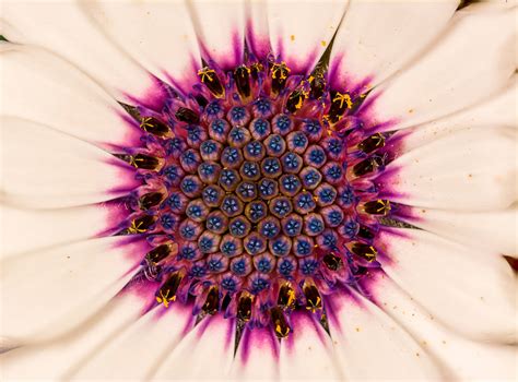 Fiore bianco - Bottega Fine Art