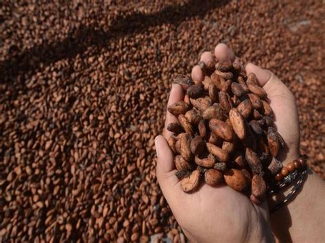 5 Negara Penghasil Biji Kakao Terbesar Di Dunia Moodco Cokelat