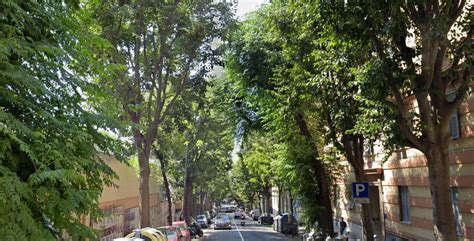 Taglio Degli Alberi In Via D Albertis La Rivolta Dei Residenti Li