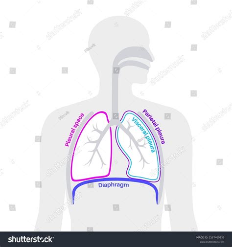 Pleura Anatomy Concept Chest Cavity Medical Royalty Free Stock