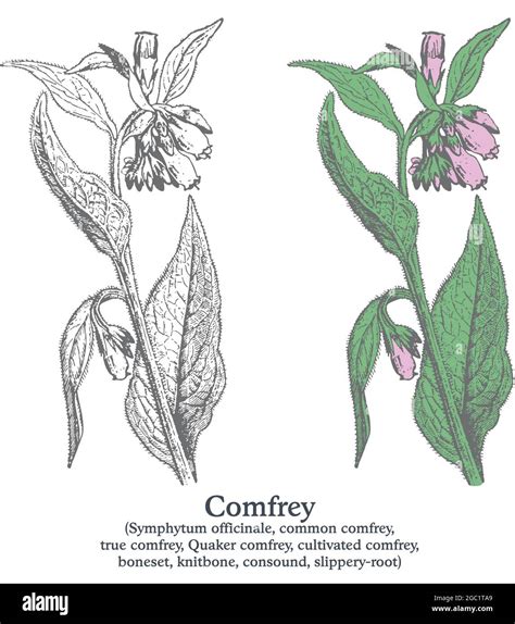 Comfrey Colorful Vector Hand Drawn Plant Vintage Medicinal Sketch