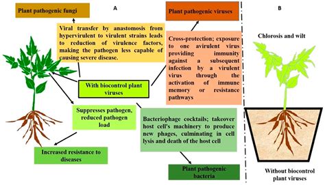 Horticulturae Free Full Text A Review On Biocontrol Agents As