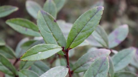 Gaultheria Stapfiana EFlora Of India