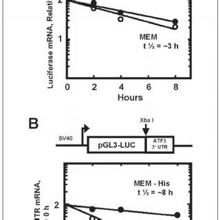 Regulated Stabilization Of A Heterologous Mrna By The Atf Utr A