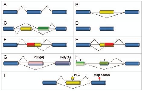 Major Forms Of Alternative Splicing Exons Boxes Introns Lines Download Scientific Diagram