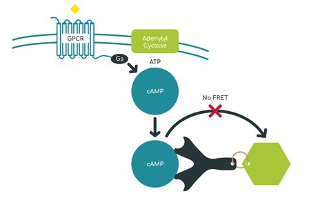 Functional Assays Gifford Bioscience