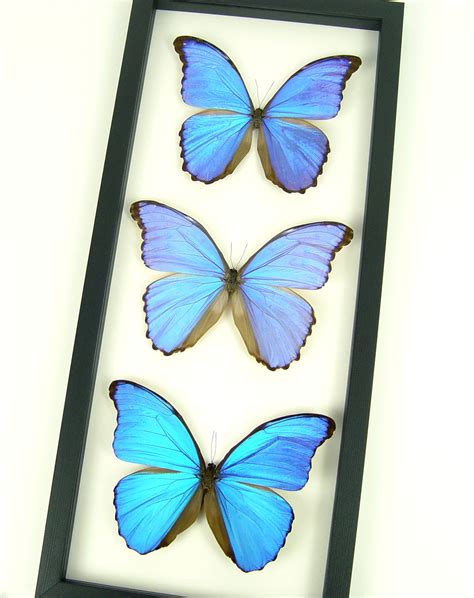 Blue Morpho Framed Butterflies Morpho Collection