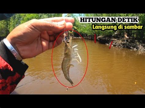 Pesta Strike Mancing Di Sarang Kakap Malah Di Serang Ikan Lezat