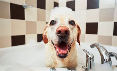 6 Best Dog Shampoos for Allergies: Top Suds For Allergic Pups!