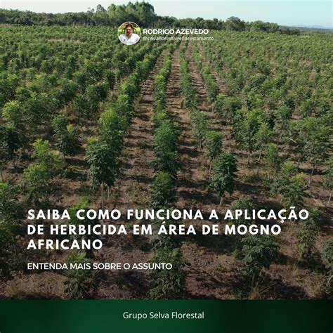 Saiba Como Funciona A Aplica O De Herbicida Em Rea De Mogno Africano