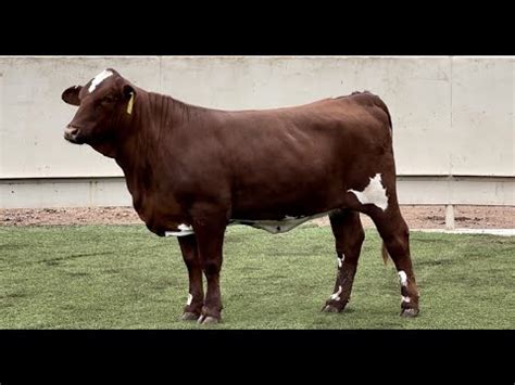 J J Cattle Co Braford Simbrah Beefmaster More Youtube