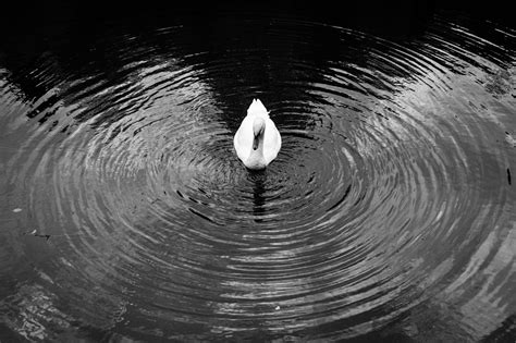 Fondos De Pantalla Monocromo Agua Naturaleza Reflexi N Fotograf A