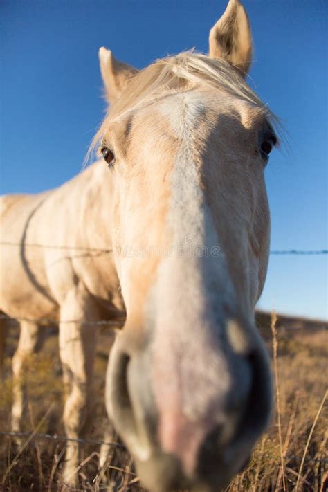 Primer De La Cara Del Caballo Foto De Archivo Imagen De Pasto Campo