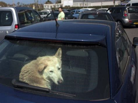 Chiuso In Auto Sotto Al Sole Il Cane Rischia Di Morire Liberato Dai