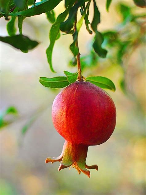 Pomegranate Trees Wonderful Fruit Trees For Sale Olive Trees For