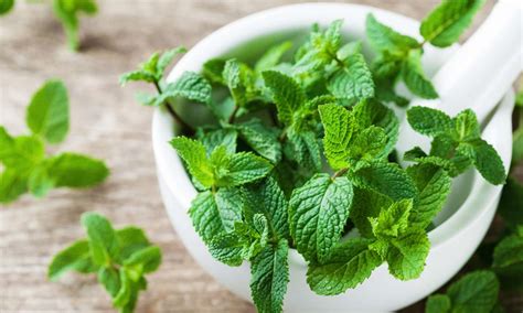 Todas Las Propiedades De La Menta Como Remedio Casero Foto