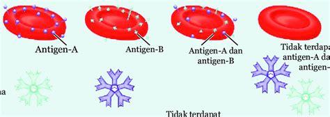 Gambar 65 Antigen Aglutinogen Dan Antibodi Aglutinin Pada Darah