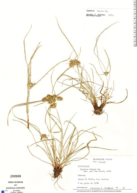 Cyperus Tenuis Rapid Reference The Field Museum