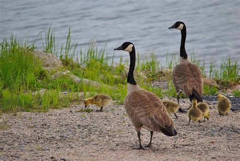 How To Care For Baby Canadian Geese At Deidra Whitman Blog