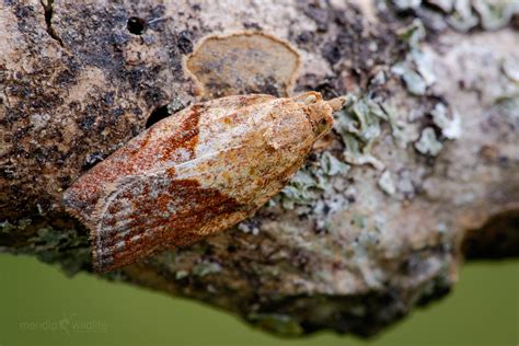 Light Brown Apple Moth | Butterfly Conservation