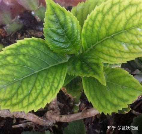 蓝妖：入夏后绣球新芽叶子发黄怎么办？这样做叶片绿油油开花更多 知乎