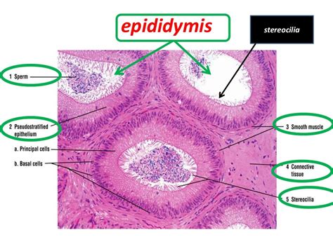 Histology of testes & epididymis