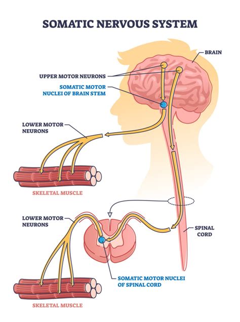 Somatic Nervous System Definition Function And Examples