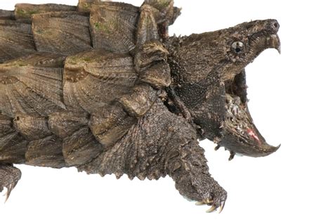 Alligator Snapping Turtle Worm Tongue The Tongue Is Wriggled Like A