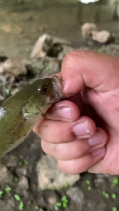 Giant Smallmouth Youtube