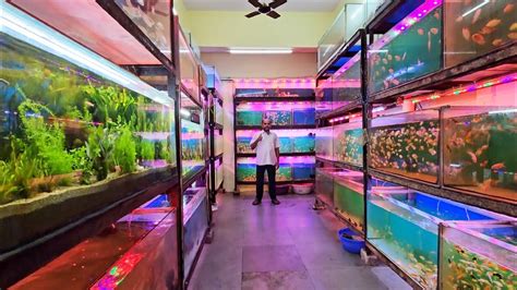 New Relaunch Aquarium Shop In Kurla Fish Market S S Aquarium Fish