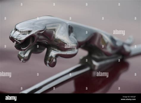 Jaguar Bonnet Mascot Stock Photo Royalty Free Image 130418926 Alamy