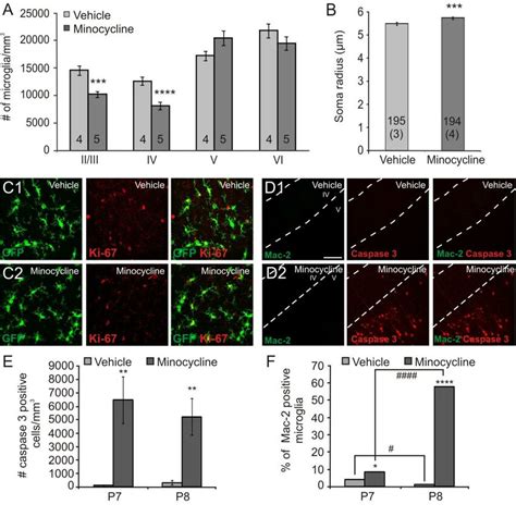 Characterization Of Microglia Distribution And Phenotype And Assessment