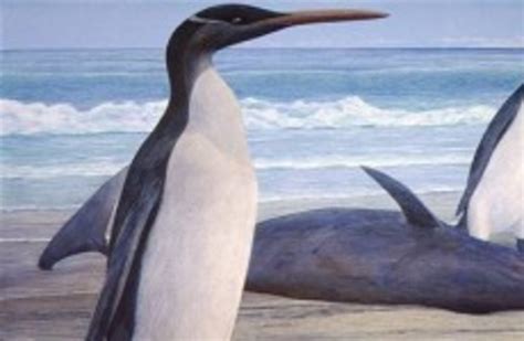 Extinct 'giant penguin' species reconstructed from fossils