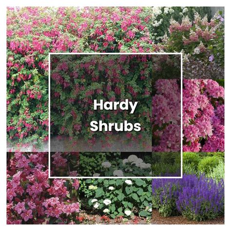 How To Grow Hardy Shrubs Plant Care Tips Norwichgardener