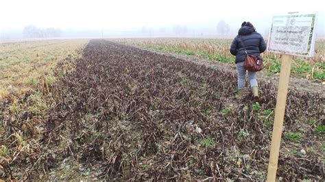 Come Scegliere Le Migliori Cover Crops Piante Che Aumentano La Fertilità Del Suolo