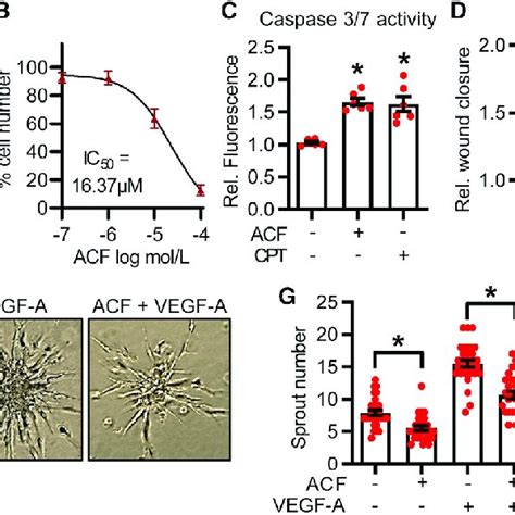 Acf Has Anti Proliferative Pro Apoptotic And Anti Angiogenic Effects