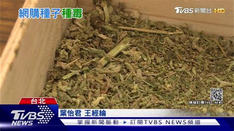 竹聯大哥接班失利購大麻種子躲自家種｜tvbs新聞 Youtube