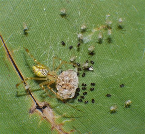 Parasitic Wasps | Central QLD Coast Landcare Network