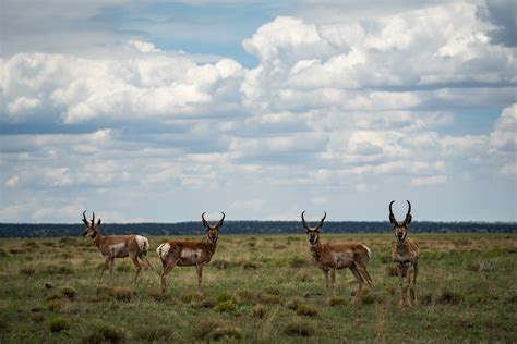 Nevada Senators Urge Administrative Action To Conserve 350 000 Acres Of Habitat In Ruby