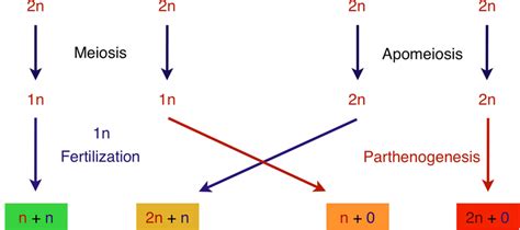 The Four Developmental Pathways In Apomictic Hieracium Spp The Sexual